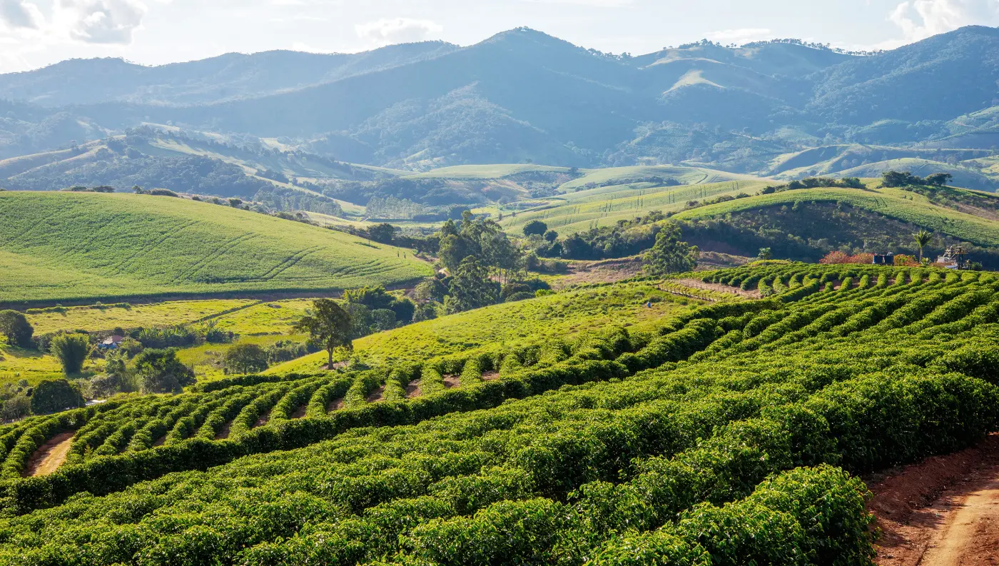 Lavouras de café nas montanhas da Serra da Mantiqueira
